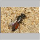 Sphecodes sp - Blutbiene 14h 4-5mm Weibchen - Sandgrube Niedringhaussee.jpg